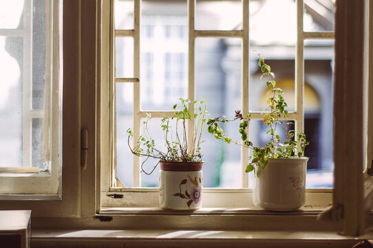 Two pots with peppermint and oregano