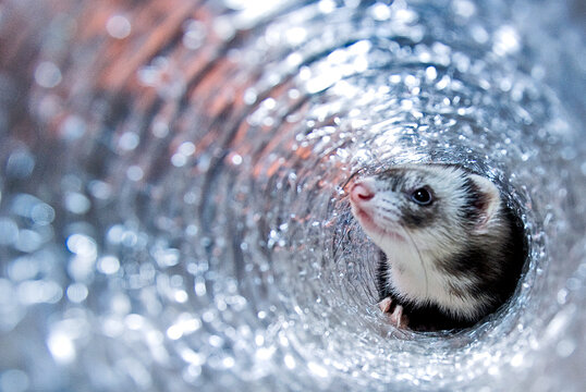 male Ferret Playing inside pet toy