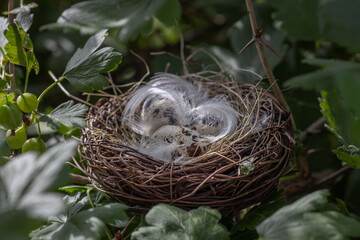 Naklejka na ściany i meble little bird eggs in a nest in a tree,