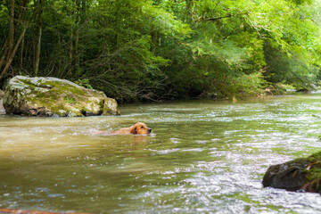 Golden Retriever at the river