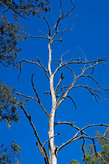 Dead tree and blue sky