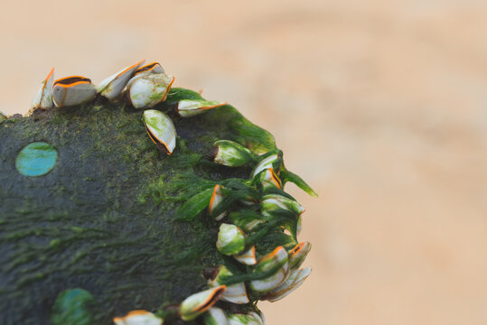 An Old Flip Flop Covered In Barnacles At The Beach