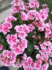 pink hydrangea flowers