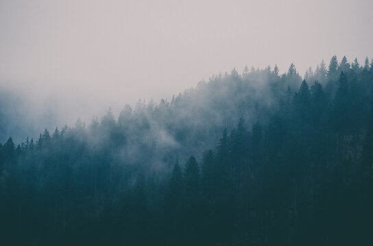 Autumn foggy forest