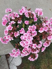 pink hydrangea flowers