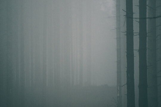 Fog at forest