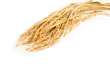 Dried golden color ear of rice on white background.