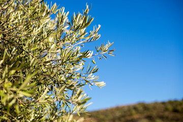 Arbol olivo con hojas verdes y aceitunas en la naturaleza con la luz del sol