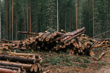 Freshly cut trees lie chaotically on the ground.A deforestation area of coniferous forest in Russia.