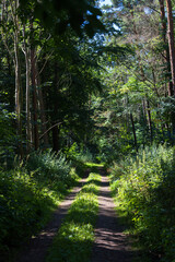 a forest path through a green summer forest perpendicular