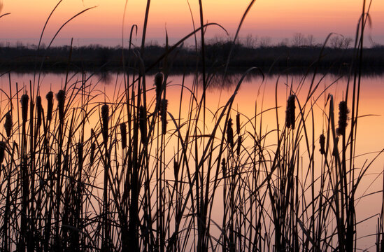 cattails (typha latifolia) at sunrise sunset around a wetland marsh in Indiana