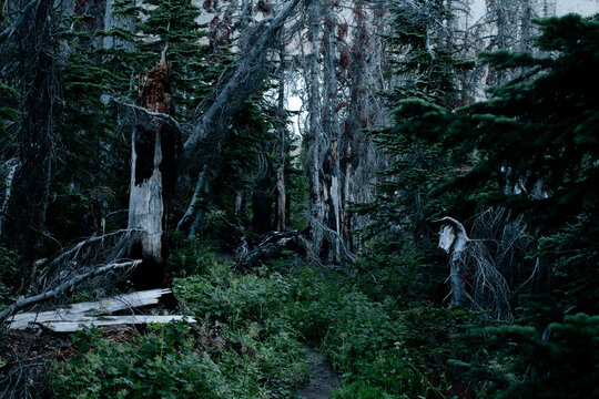 Forest after a fire ripped through