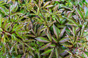 Abstract background of green red leaves in drops of rain.