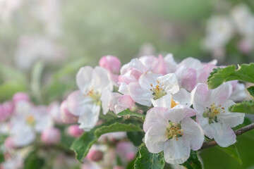 Fototapeta premium A branch of a blossoming apple tree against the blue sky. Spring background.