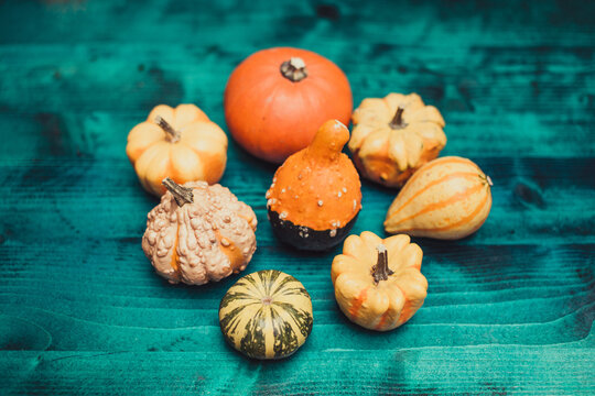 Eight different colorful baby pumpkins