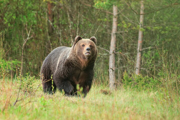 Ursus arctos, Big brown bear in slovakia country.