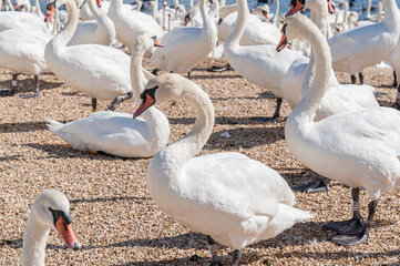 A huge flock of mute swans gather on lake. Cygnus olor.