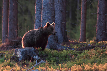  Brown bear in back light. Lit by morning sun at spring forest.