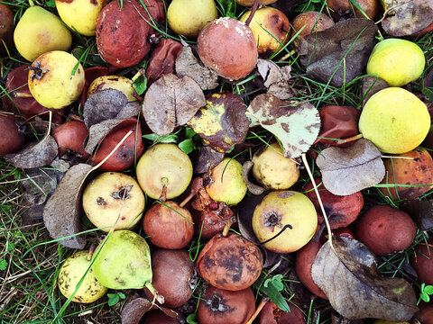 Windfall