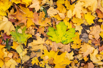 Colorful autumn background of maple leaves