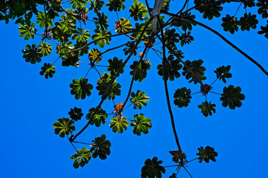 Cecropia tree and blue sky