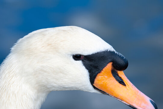 A close-up at beautiful and long swan neck. Mute swan. Cygnus olor.