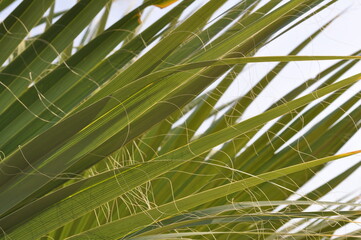 palm tree leaves