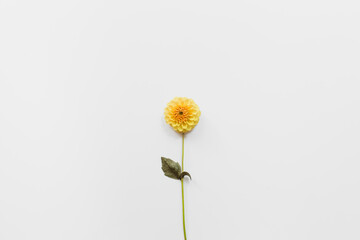 Yellow flower dahlia on white background. Minimal flowers composition. Flat lay, top view, copy space. Summer, autumn concept.