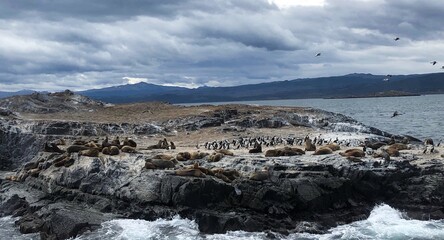 Penguins from Patagonia. View from a boat in Ushuaia, 
