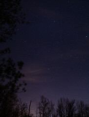 tree and nightsky