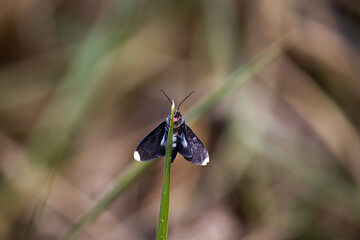 Butterfly on a flower