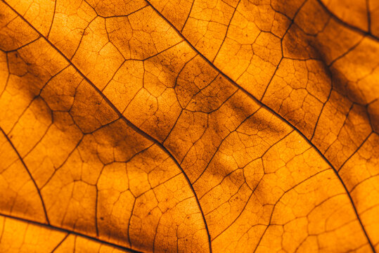 Macro shot of an leaf in autumn.