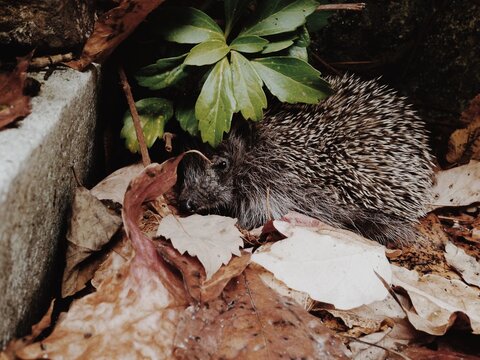 frightened hedgehog in the town