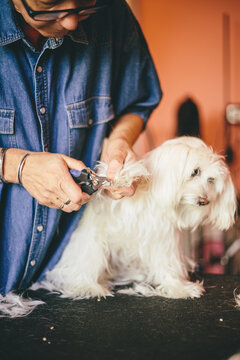 Woman cutting a pet talon