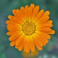 marigold flower on a blurred background, top view.
