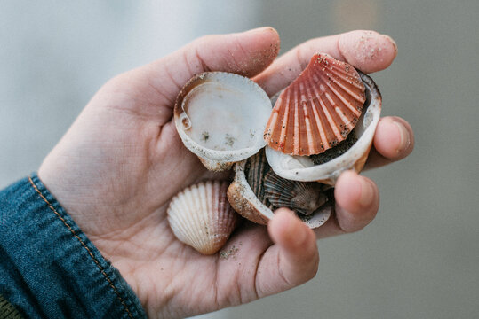Finding shells in an Autumn beach
