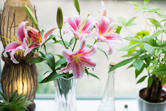 Pink lily in glass vase and money tree in white plantpot