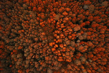 Aerial view of autumn forest with orange trees. Top view from a flying drone in the autumn forest.