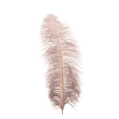 Fluffy ostrich feather on the white background