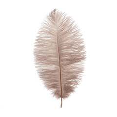 Fluffy ostrich feather on the white background