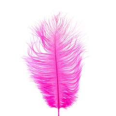 Fluffy ostrich feather on the white background