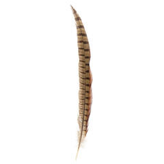 Brown feather on the white background isolated