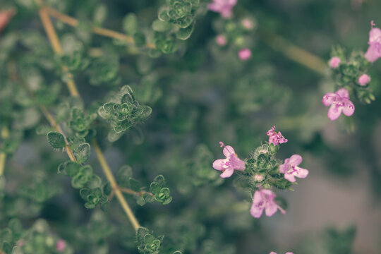 Macro of small pink flowers on plant