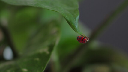 Hanging on the edge of life