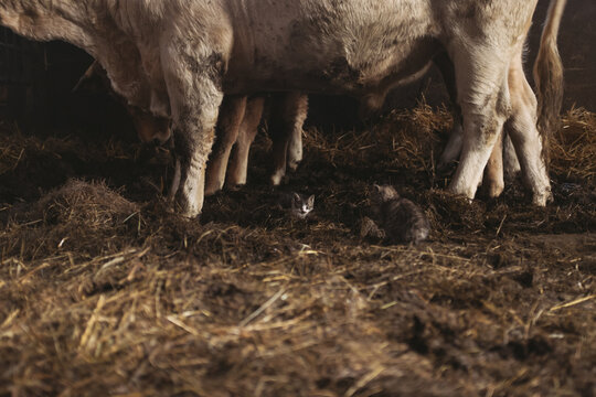 Baby cat between cow legs