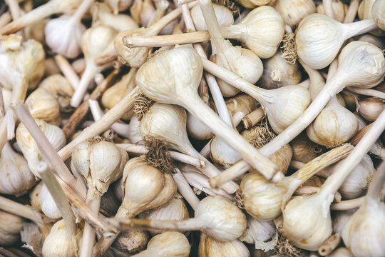 Garlic Bulbs As Among Trendy Vegetables and Foods Found in Farmer's Produce Market