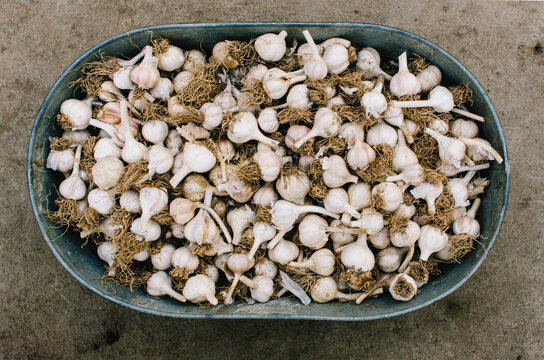 bucket of garlic bulbs