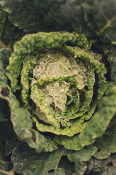 Growing kale in a organic garden.
