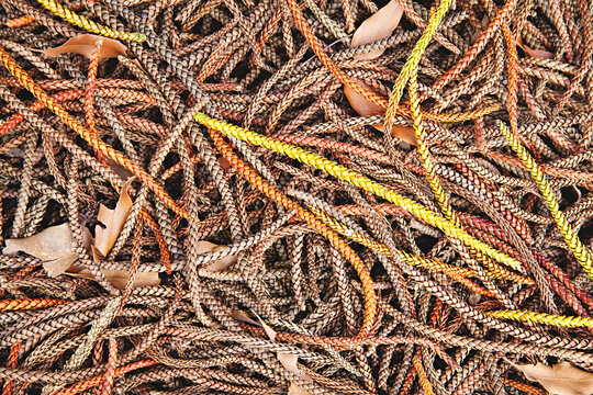 from above looking down at Autumn pine tree needles on the ground