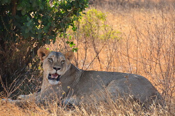A lioness resting in the shade.